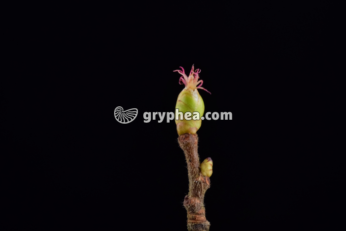 Noisetier (Corylus avellana) - Fleur femelle avec stigmate - gryphea.com
